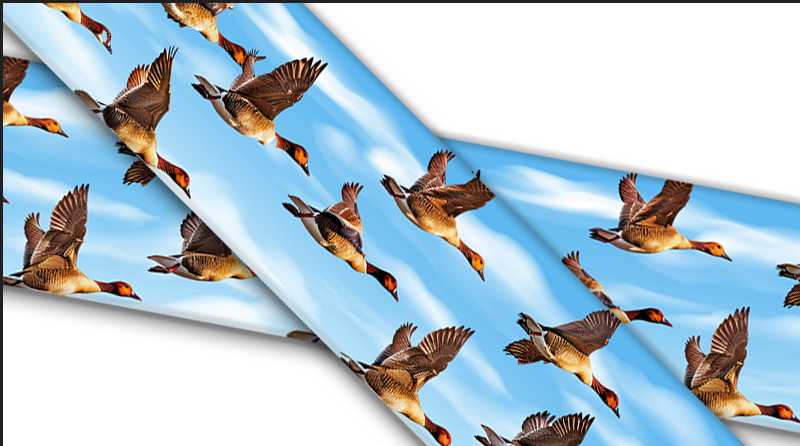 Birds and Their Feathers