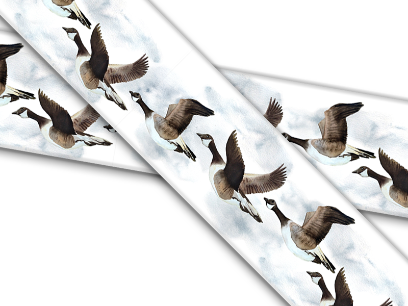 Birds and Their Feathers