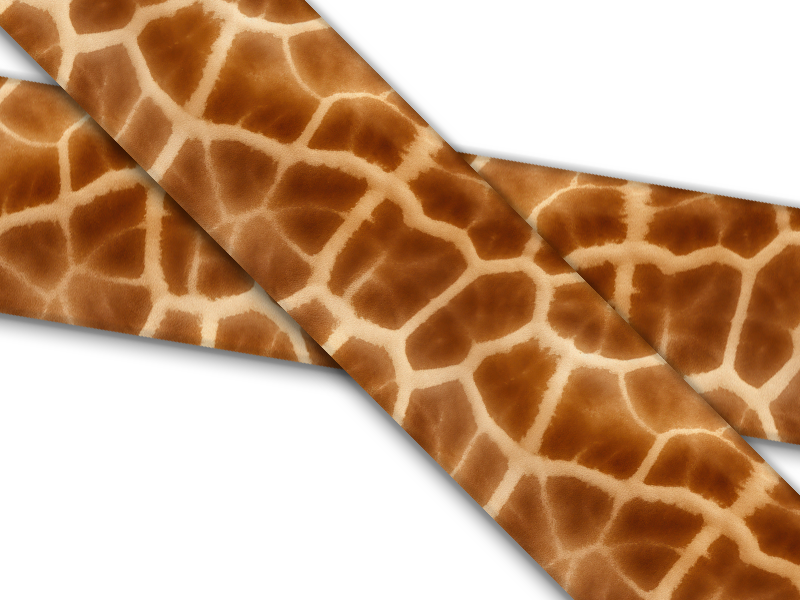 Animal Prints