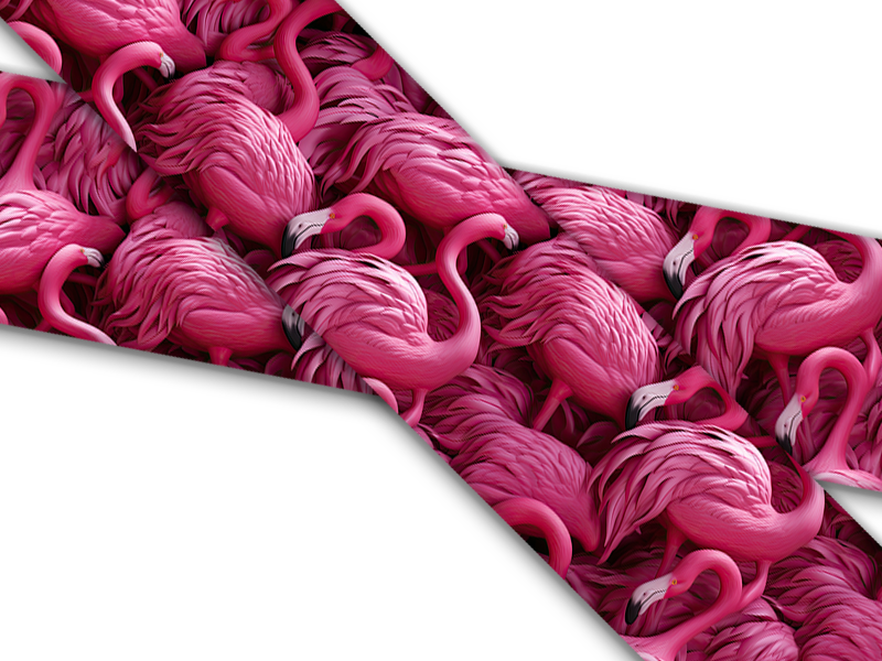 Birds and Their Feathers