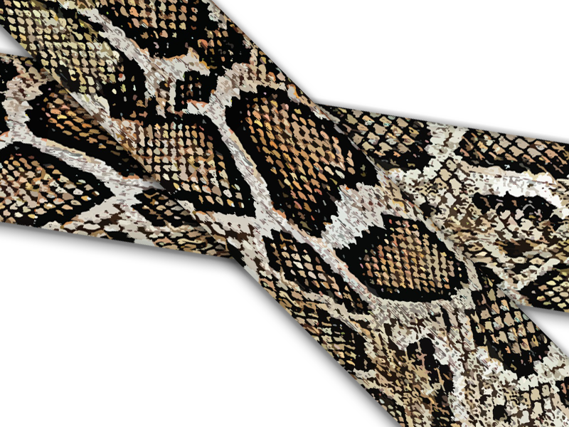 Skins, Scales & Frogs